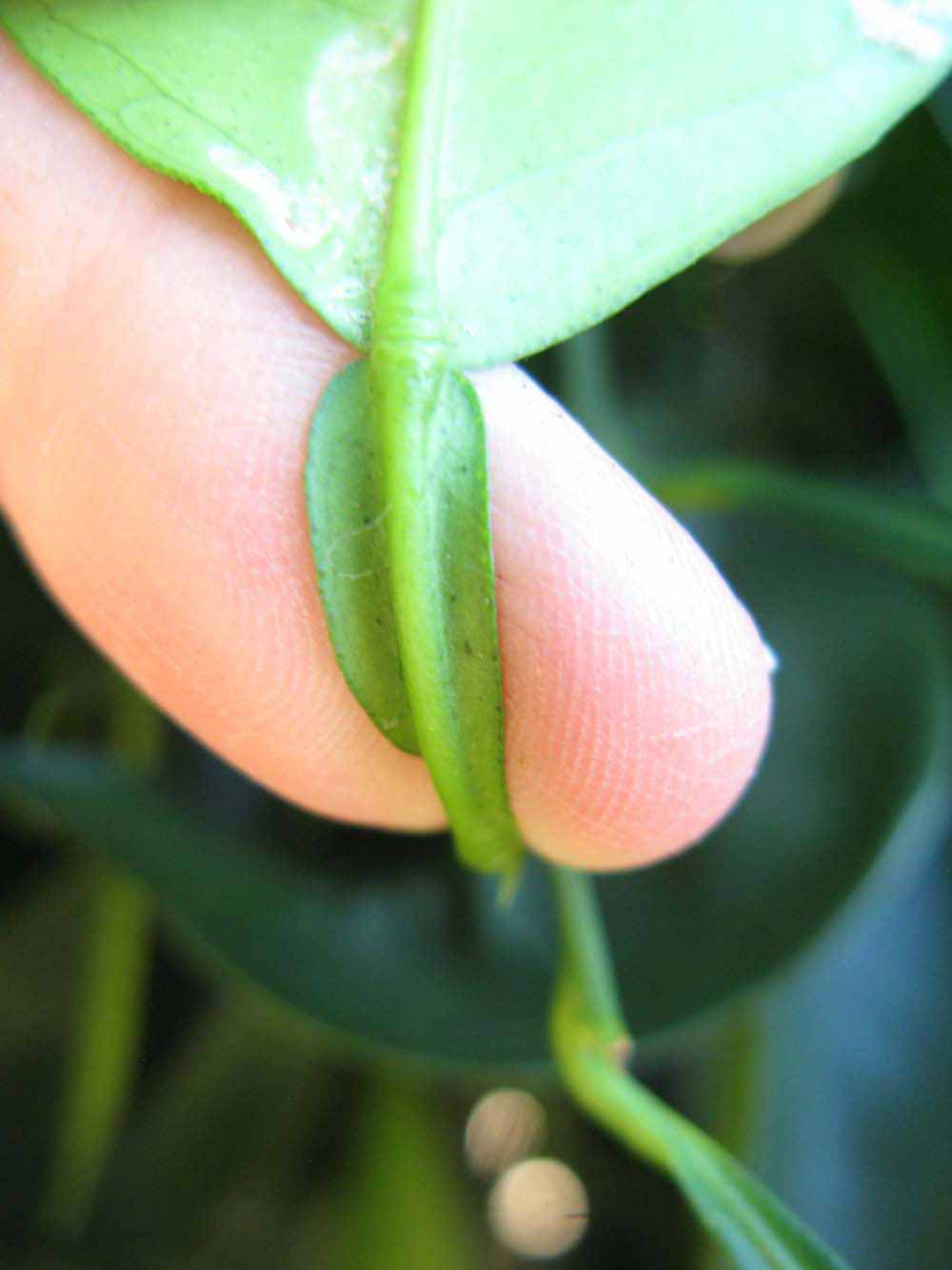              Petiole (Winter Haven, FL)       